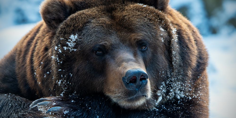 brown-bear-8756478_1280
